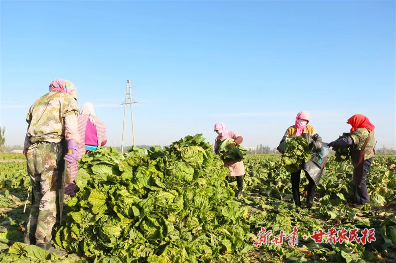 銀達鎮大白菜喜獲豐收(銀達鎮供圖) (3)