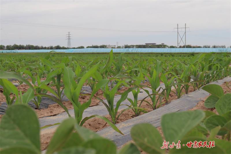 科學(xué)套種模式與抗旱保灌相結(jié)合促進(jìn)增產(chǎn)增收