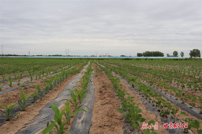 目前,崆峒區(qū)完成種植面積1萬畝,完成率達(dá)100%,苗情長勢整體良好