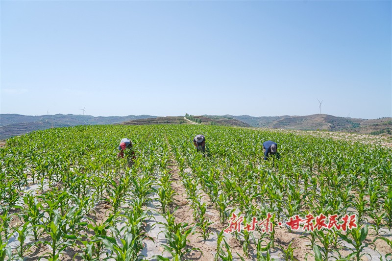 1750253335747156.jpg 1750243271501040370.jpg