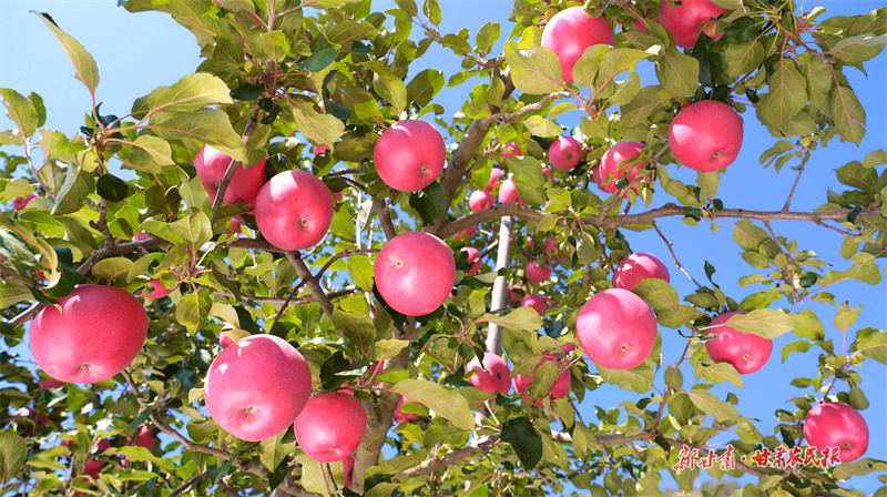 果園里紅彤彤的果實綴滿枝頭,蘋果進入采摘期3(司磊攝)