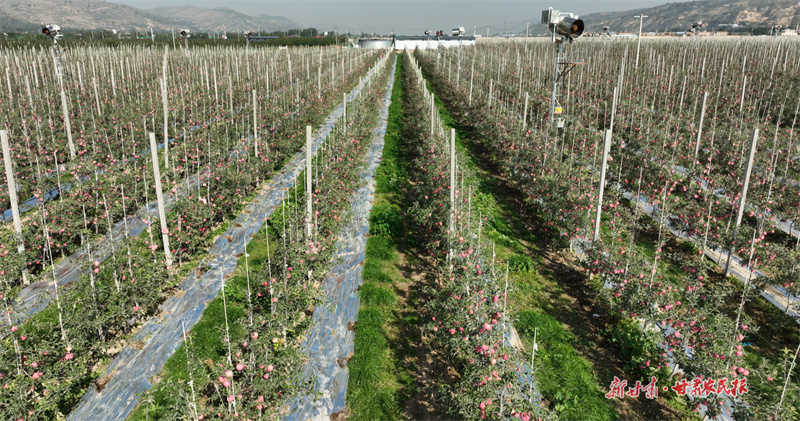 位于靜寧縣新品種矮化密植園內蘋果已掛滿枝頭1(司磊攝)
