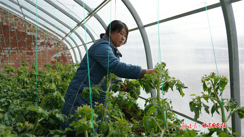 管理人員給西紅柿苗打岔