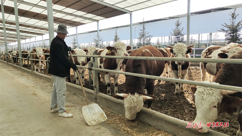 當地農戶在牛場成了飼養員