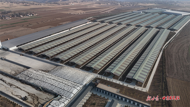 昊康牧業萬頭平涼紅牛育肥基地2